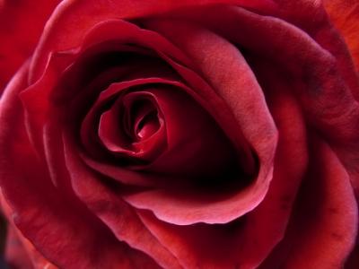 Las rosas